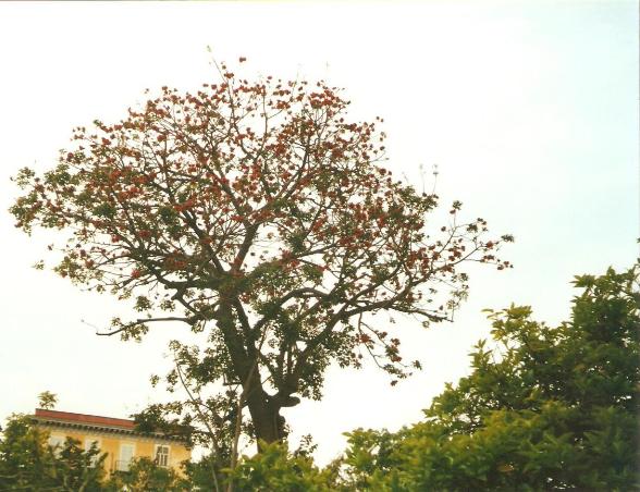 giardino botanico di napoli-3